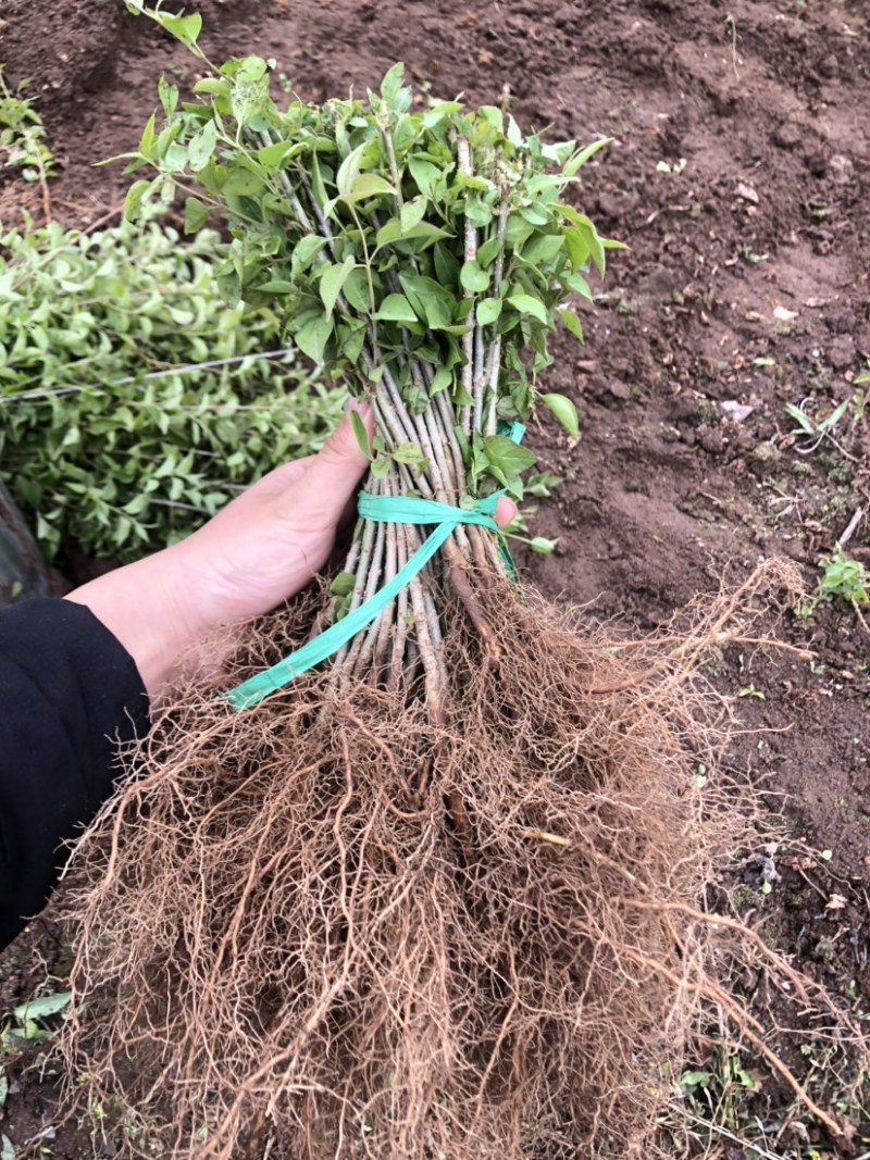 暴马丁香小苗白丁香小苗根系发达苗子粗壮海量产地直发