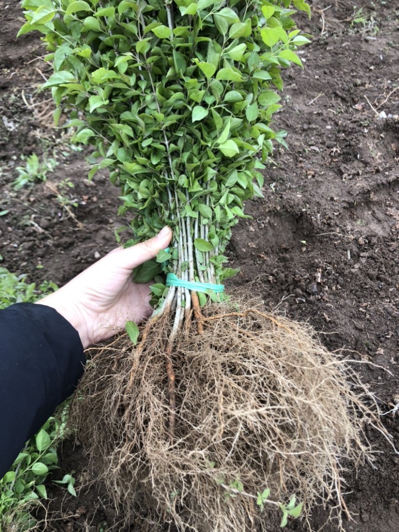 暴马丁香小苗白丁香小苗根系发达苗子粗壮海量产地直发