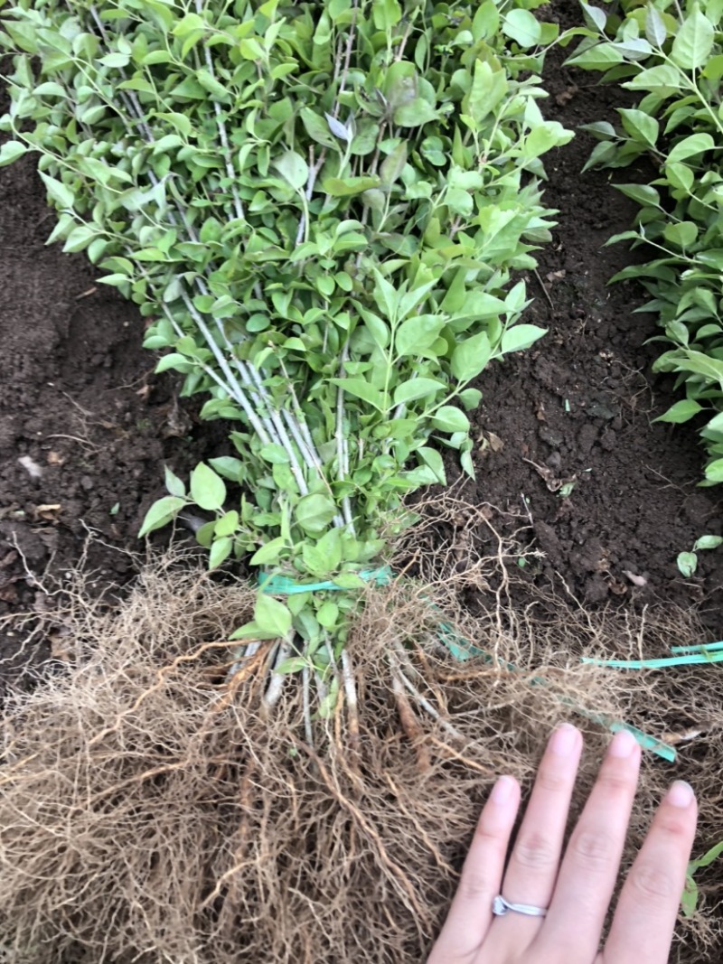 暴马丁香小苗白丁香小苗根系发达苗子粗壮海量产地直发