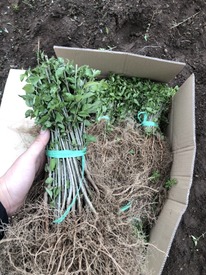 暴马丁香小苗白丁香小苗根系发达苗子粗壮海量产地直发