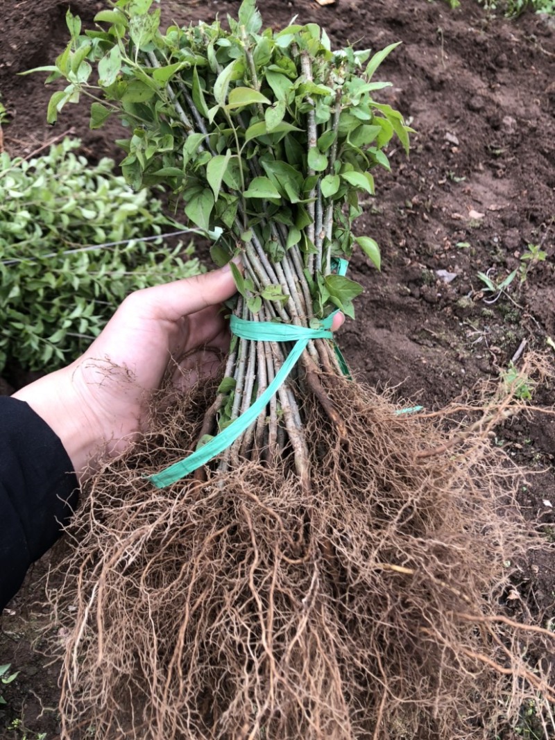 暴马丁香小苗白丁香小苗根系发达苗子粗壮海量产地直发