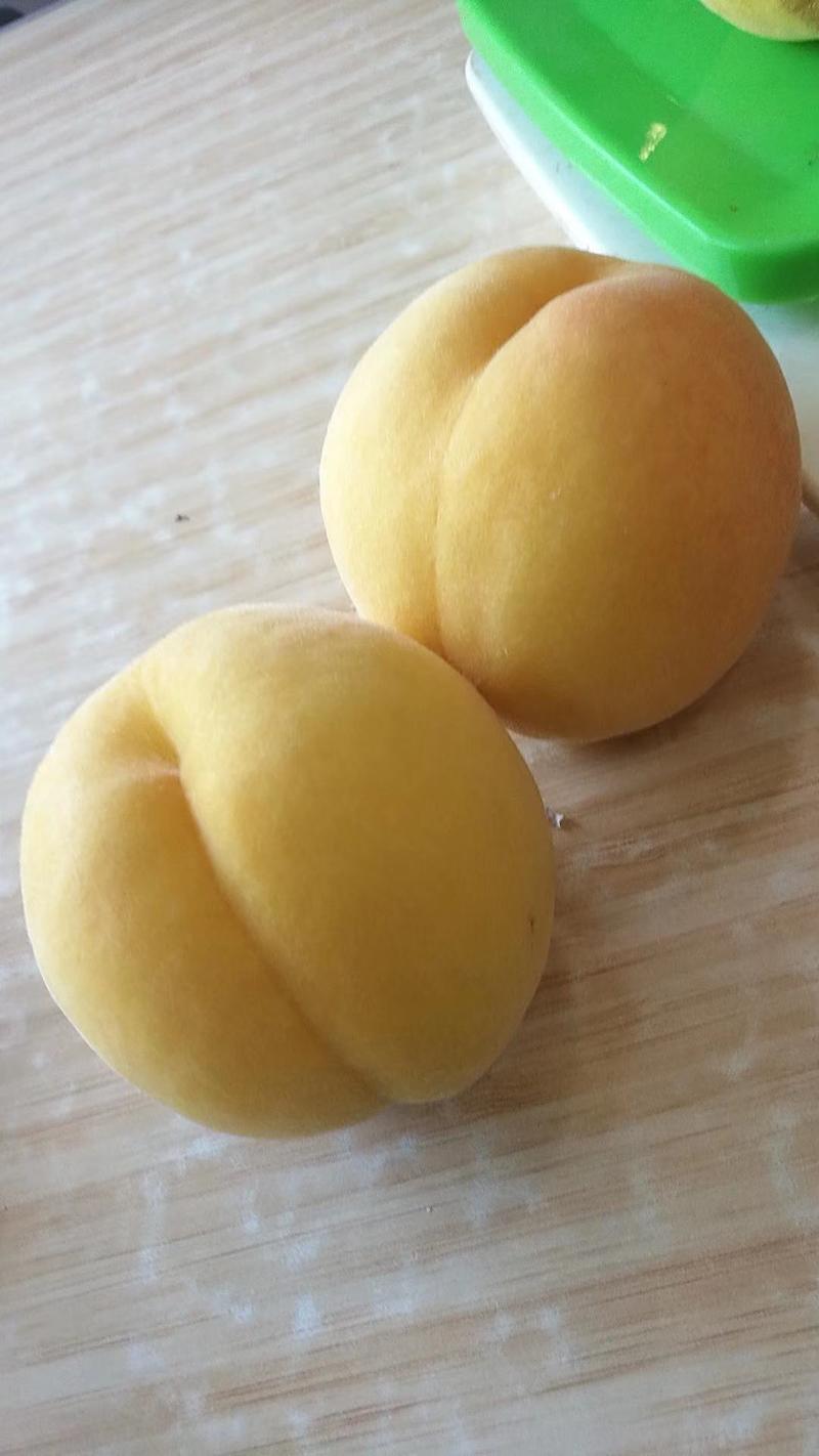 山东沂蒙山精品锦春黄桃，货量巨大，品种多质量优，欢迎采购