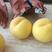 山东沂蒙山精品锦春黄桃，货量巨大，品种多质量优，欢迎采购