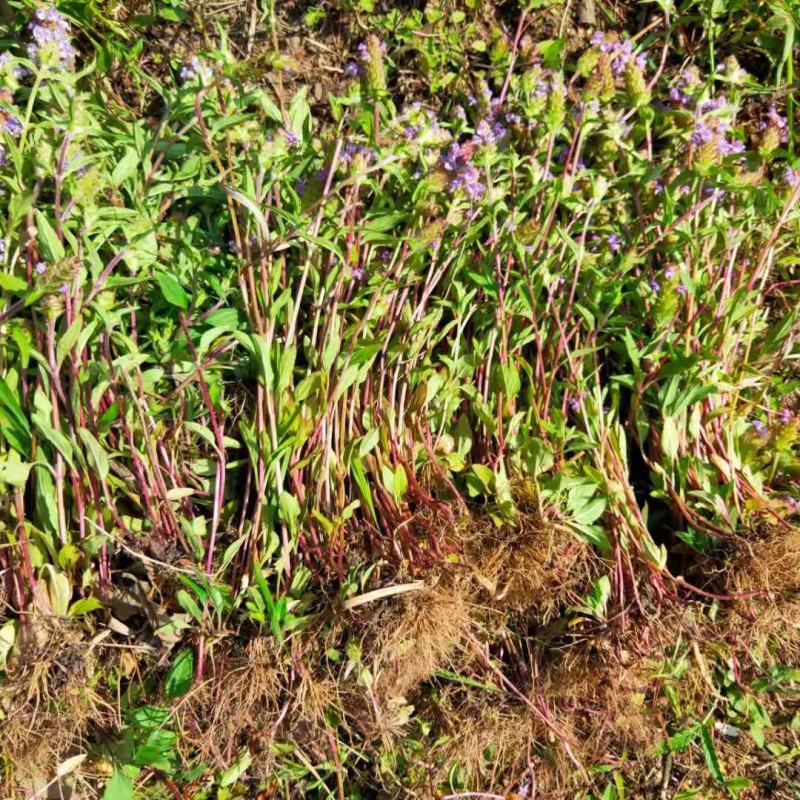 夏枯草全棵夏枯球干货都大山夏枯草自然晒干货好