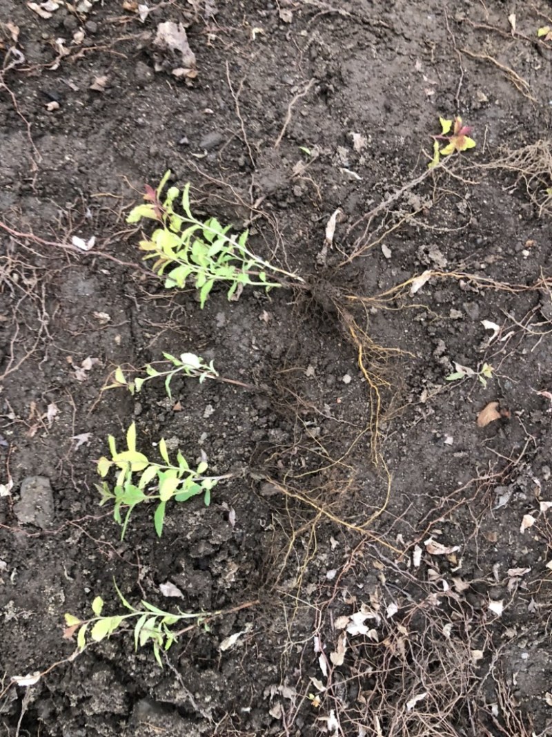金焰绣线菊小苗金山绣线菊小苗工程苗根系发达成活率高