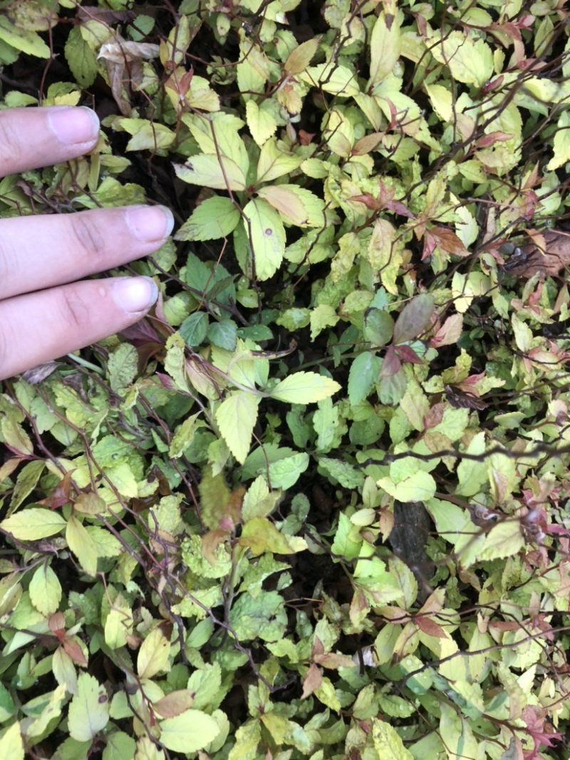 金焰绣线菊小苗金山绣线菊小苗工程苗根系发达成活率高