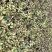 金焰绣线菊小苗金山绣线菊小苗工程苗根系发达成活率高