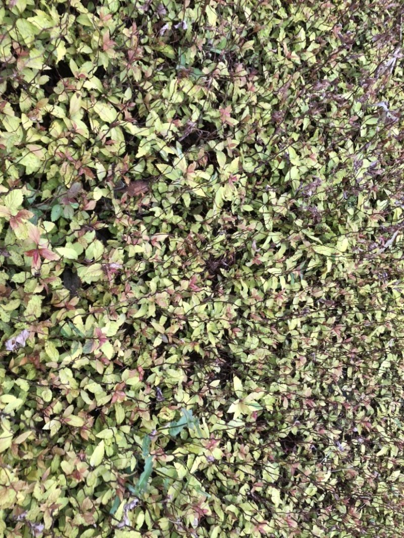 金焰绣线菊小苗金山绣线菊小苗工程苗根系发达成活率高