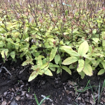 金焰绣线菊小苗金山绣线菊小苗工程苗根系发达成活率高
