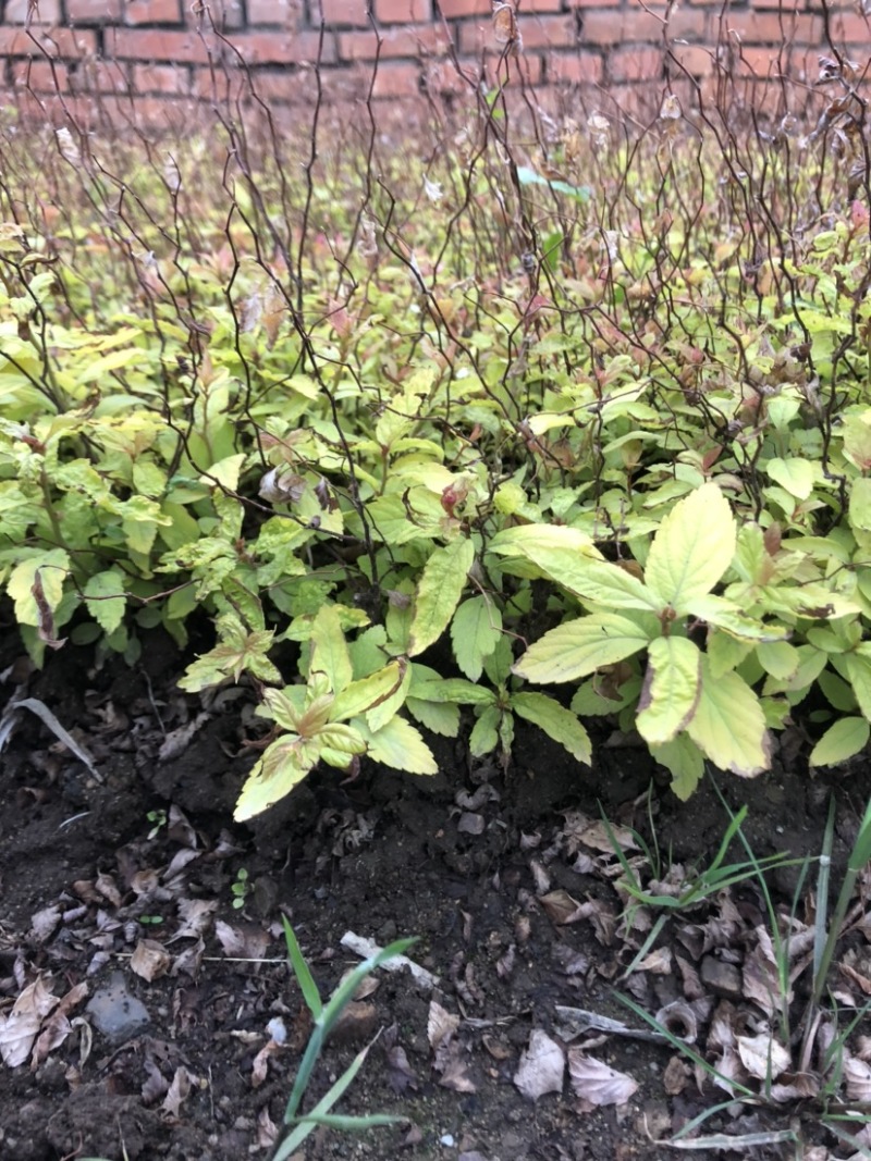 金焰绣线菊小苗金山绣线菊小苗工程苗根系发达成活率高