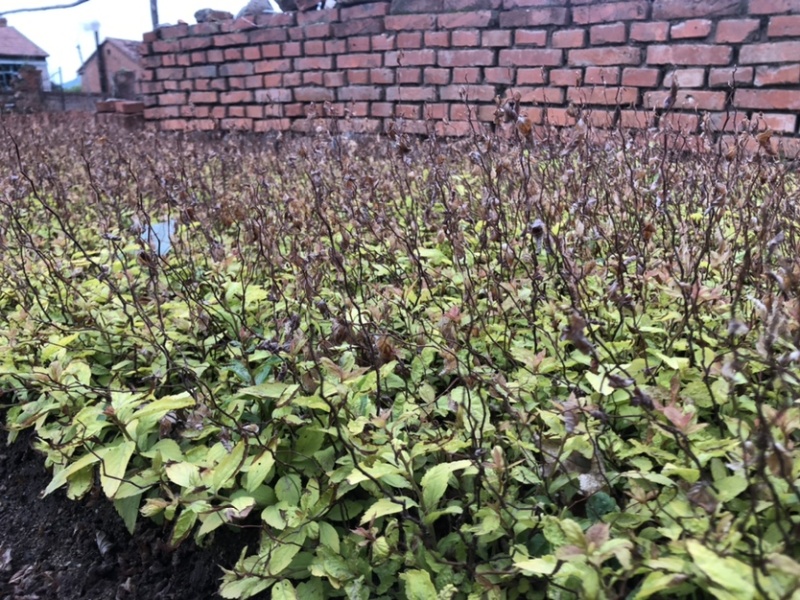 金焰绣线菊小苗金山绣线菊小苗工程苗根系发达成活率高
