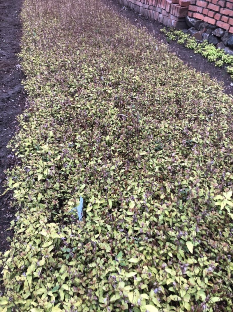 金焰绣线菊小苗金山绣线菊小苗工程苗根系发达成活率高