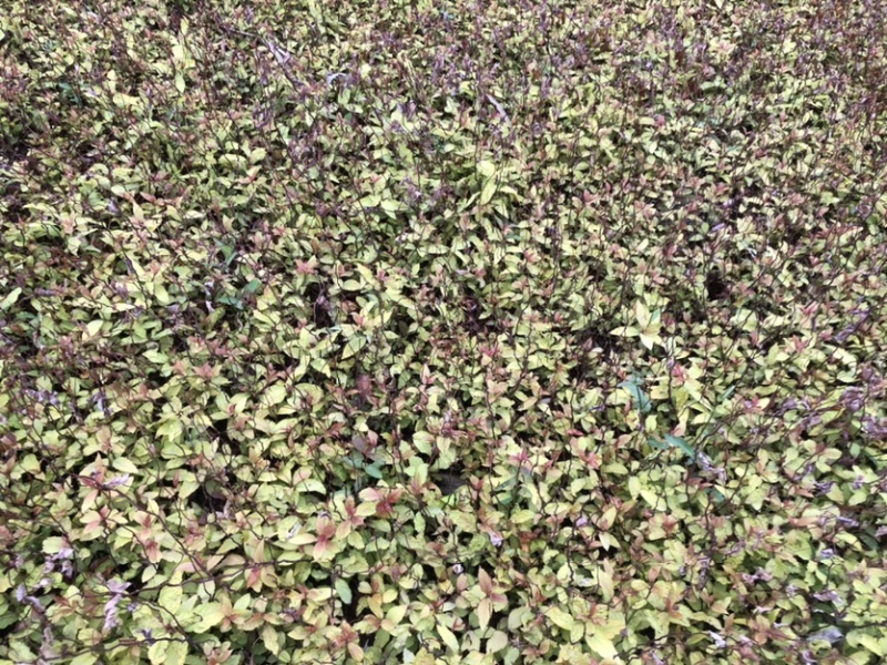 金焰绣线菊小苗金山绣线菊小苗工程苗根系发达成活率高