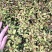 金焰绣线菊小苗金山绣线菊小苗工程苗根系发达成活率高