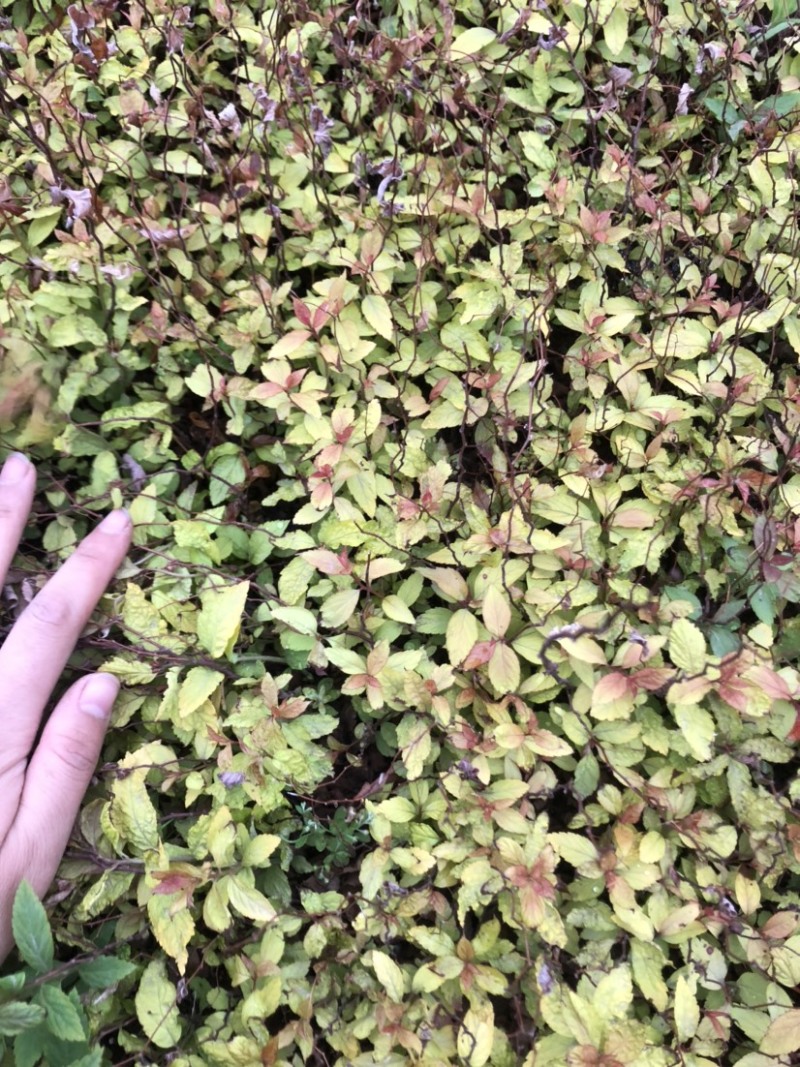 金焰绣线菊小苗金山绣线菊小苗工程苗根系发达成活率高