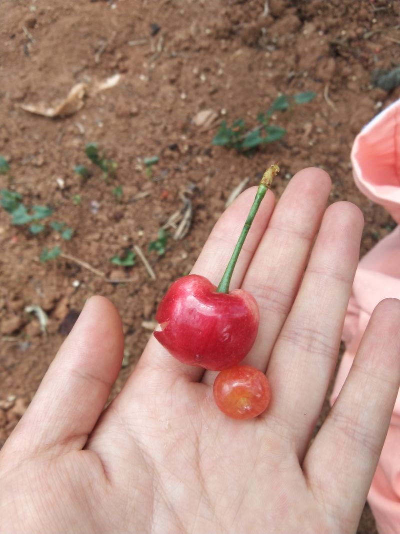嫁接车厘子树红玛瑙
