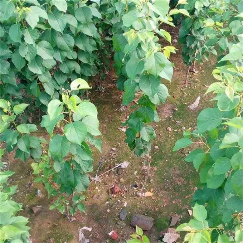 杏树苗，品种杏树苗，杏树实生苗嫁接苗种类多，青藤农业