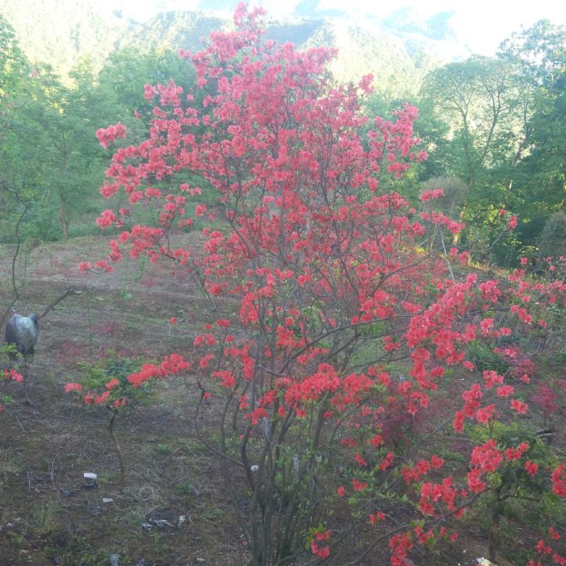 国旗红映山红杜鹃，截杆，全冠，生熟货都有