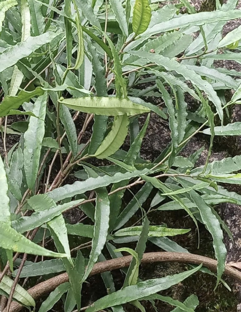 野生根奶牛树根广东清远本土树地瓜根白花牛奶根树地瓜根