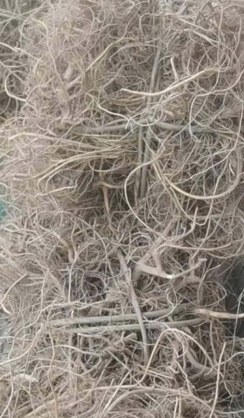 野生根奶牛树根广东清远本土树地瓜根白花牛奶根树地瓜根