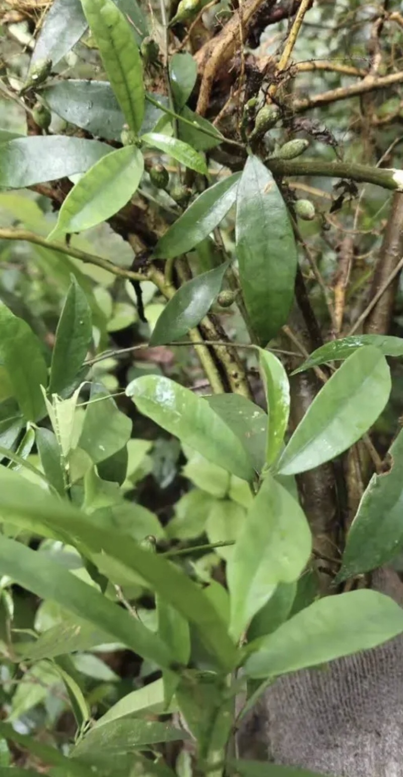 野生根奶牛树根广东清远本土树地瓜根白花牛奶根树地瓜根