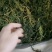 寄生草.螃蟹脚.茶寄生.古树茶寄生，香味浓郁