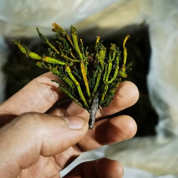 寄生草.螃蟹脚.茶寄生.古树茶寄生，香味浓郁