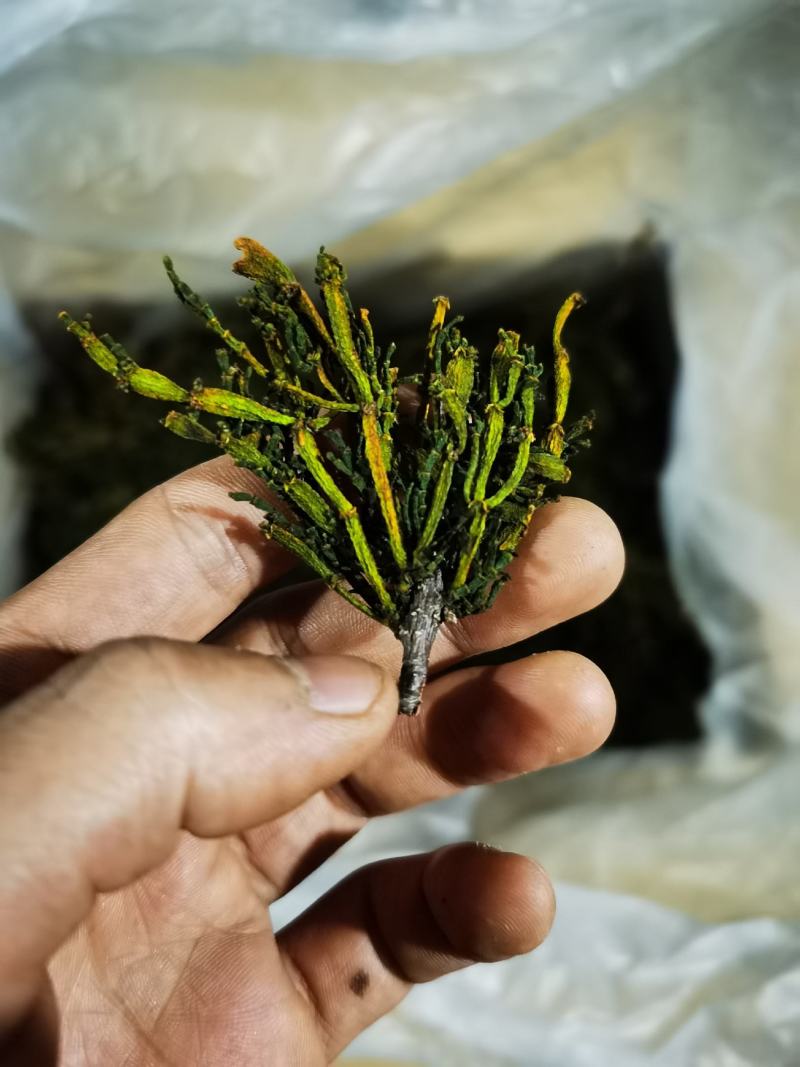 寄生草.螃蟹脚.茶寄生.古树茶寄生，香味浓郁