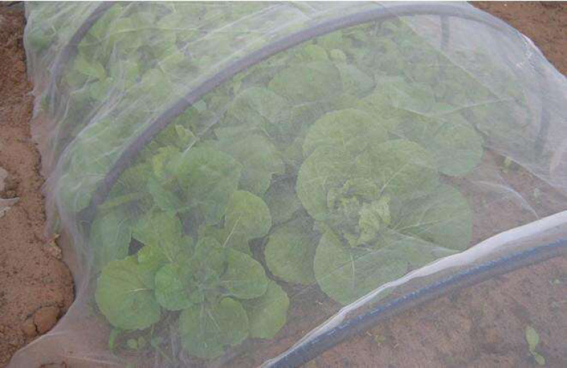 厂家直销厚款60目防虫网，厂家直销，大量现货供应，