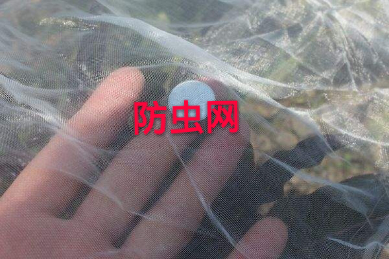 厂家直销厚款60目防虫网，厂家直销，大量现货供应，