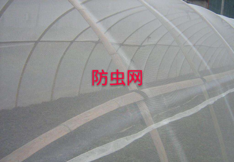 厂家直销厚款60目防虫网，厂家直销，大量现货供应，