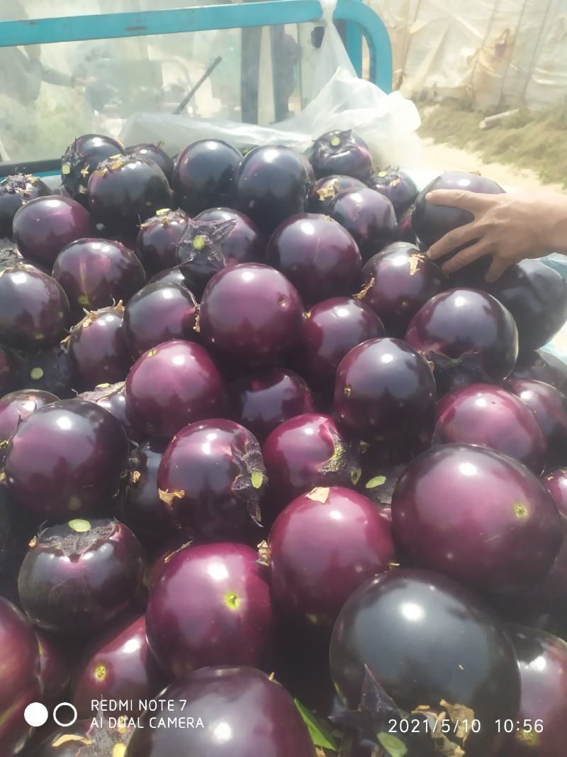 精品圆茄现摘现卖优质山东茄子火爆上市供应全国各地超