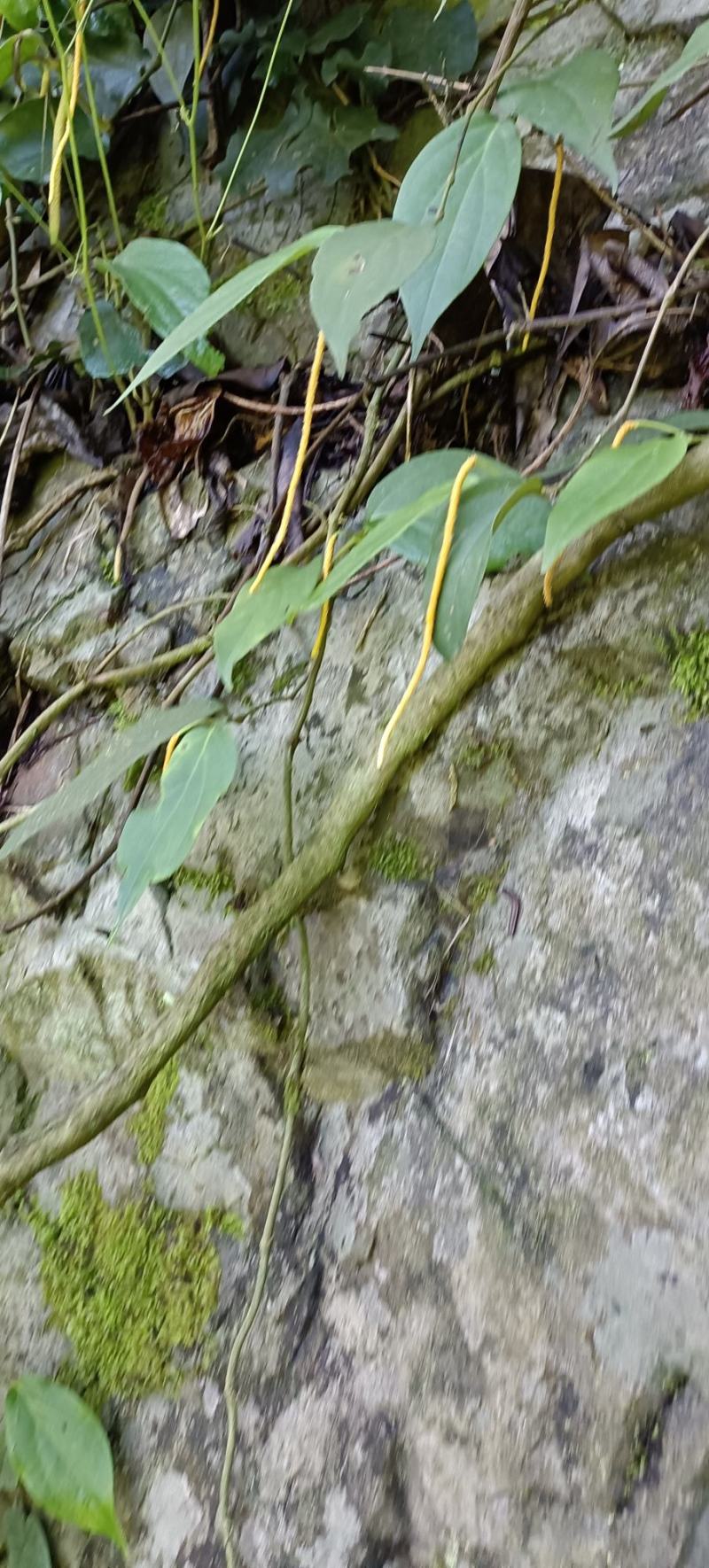 爬岩香，石楠藤，下单现采。
