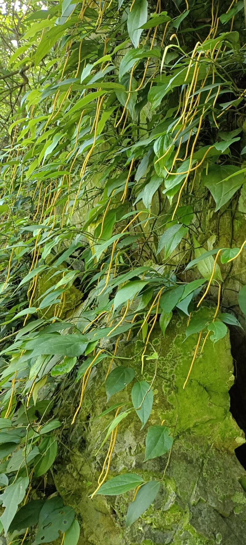 爬岩香，石楠藤，下单现采。