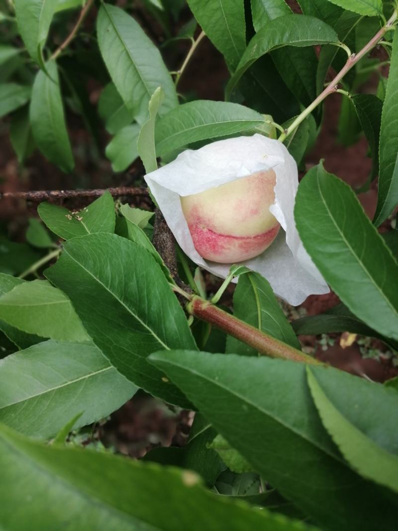 龙泉驿水蜜桃一件代发，坏果包赔，售后无忧，顺风速运