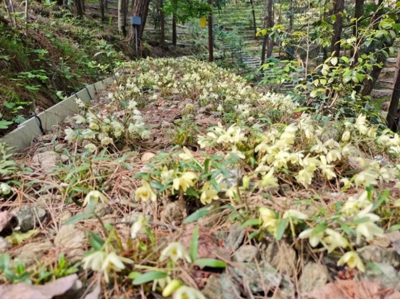 霍山石斛基地石斛花无硫石斛花-农家石斛花50装