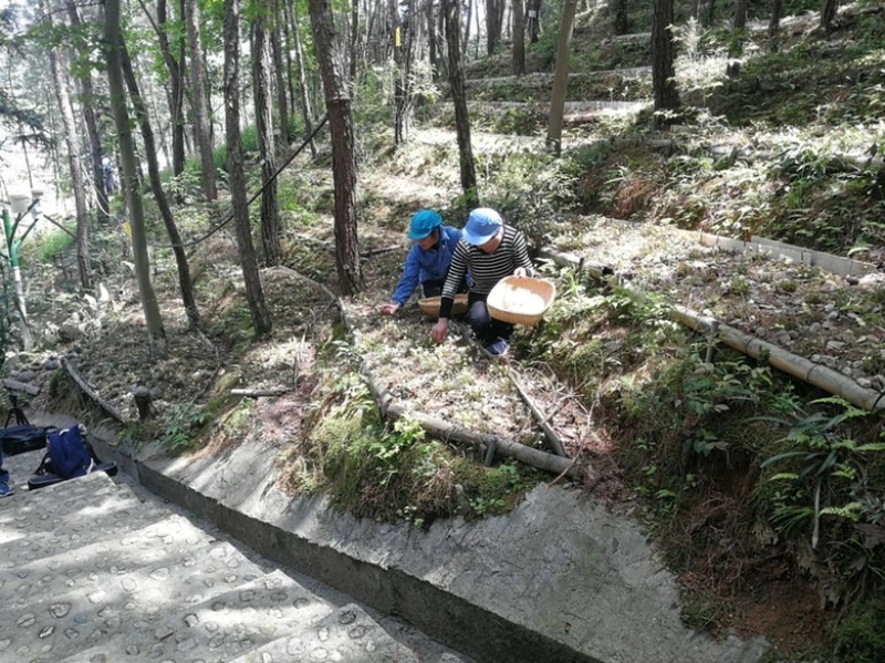 霍山石斛基地石斛花无硫石斛花-农家石斛花50装