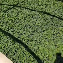 卢龙县冷棚山地腾飞白薯种苗，济薯25，西瓜红，烟薯种苗