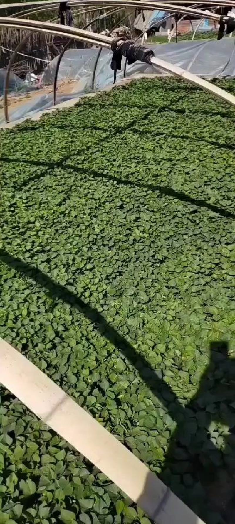 卢龙县冷棚山地腾飞白薯种苗，济薯25，西瓜红，烟薯种苗