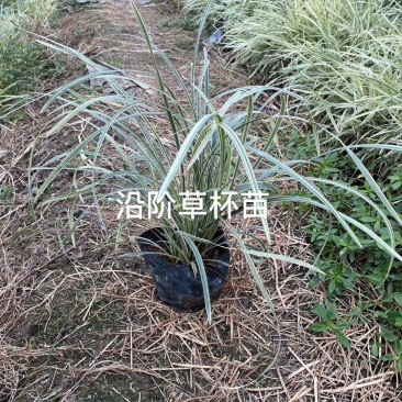 银边沿阶草福建漳州沿阶草绿化庭院设计基地直供大小规格袋