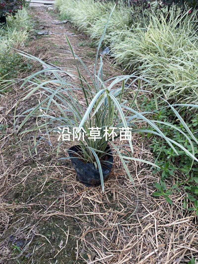 银边沿阶草福建漳州沿阶草绿化庭院设计基地直供大小规格袋