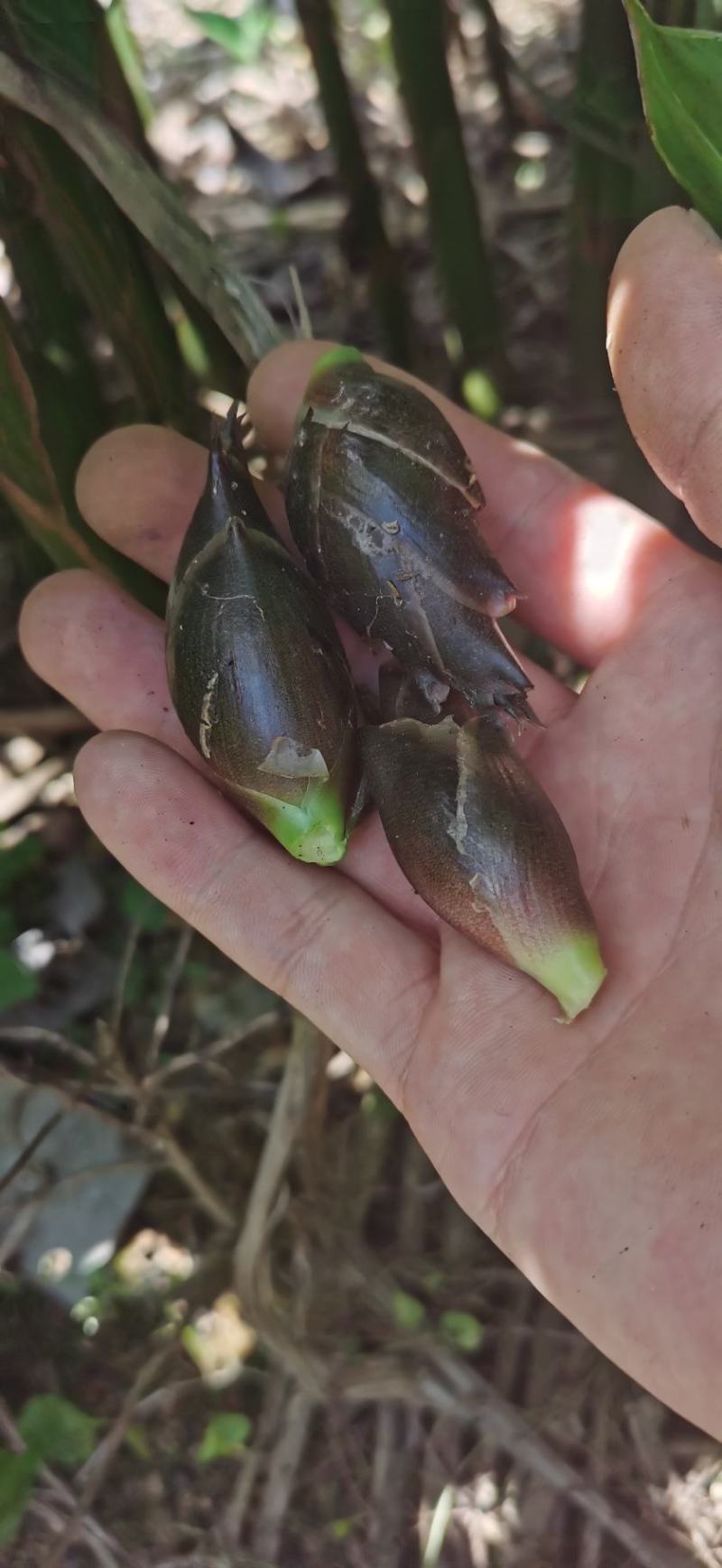 阳荷阳荷早熟阳荷