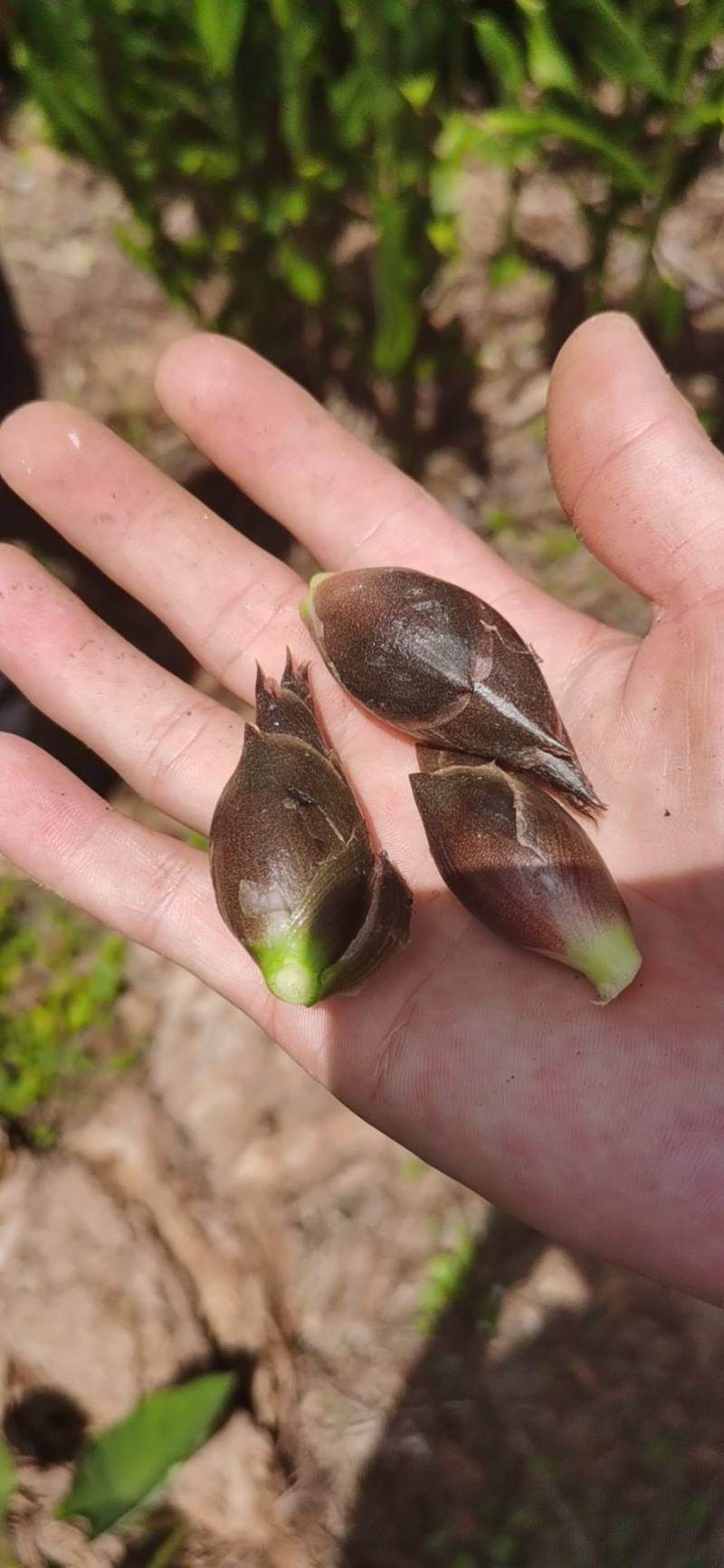 阳荷阳荷早熟阳荷