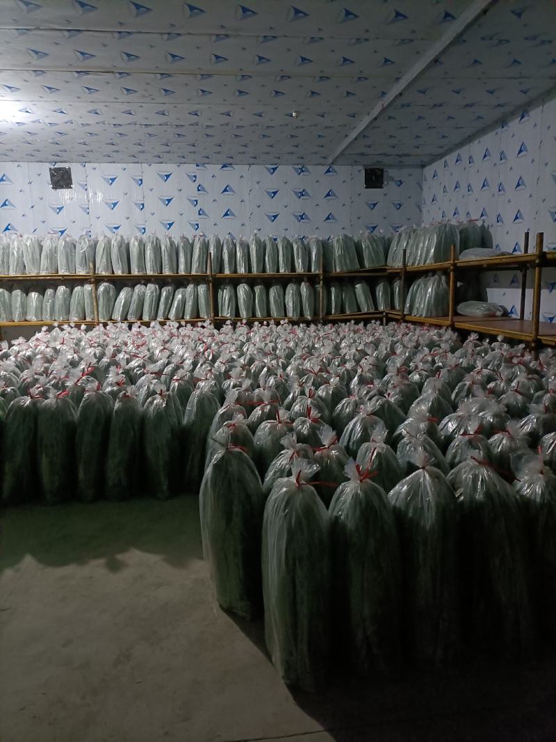 新鲜芒叶深山野生箬叶新鲜采摘端午包粽好粽叶