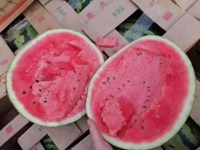 陕西万亩甜王西瓜大量上市产地直发诚信服务欢迎新老