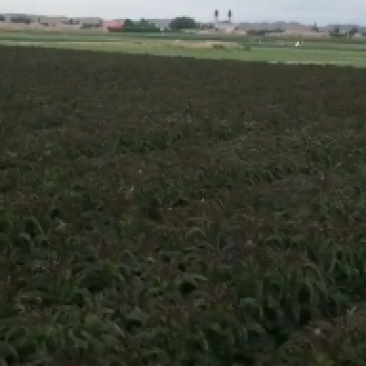 高原夏菜莴苣，肉绿无裂口，杆子清秀，