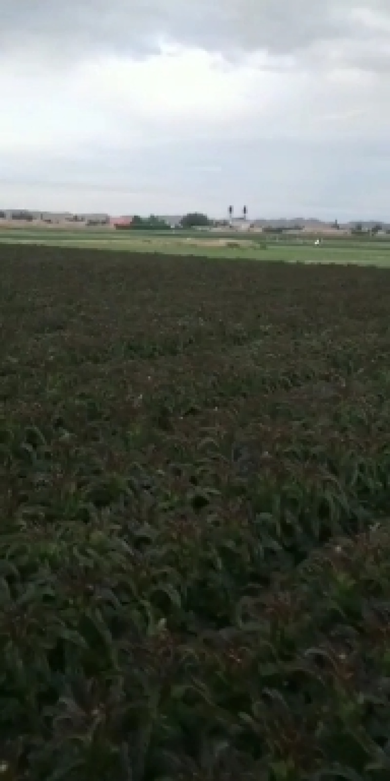 高原夏菜莴苣，肉绿无裂口，杆子清秀，