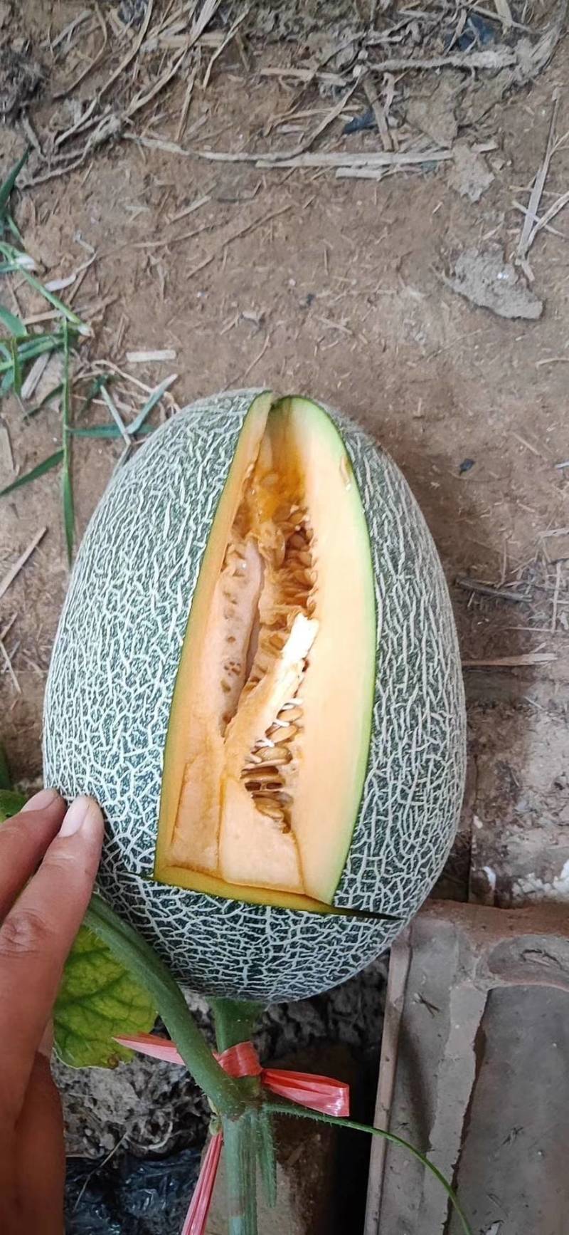 哈密瓜西州蜜玉菇网纹美华牛三黄皮产地直发