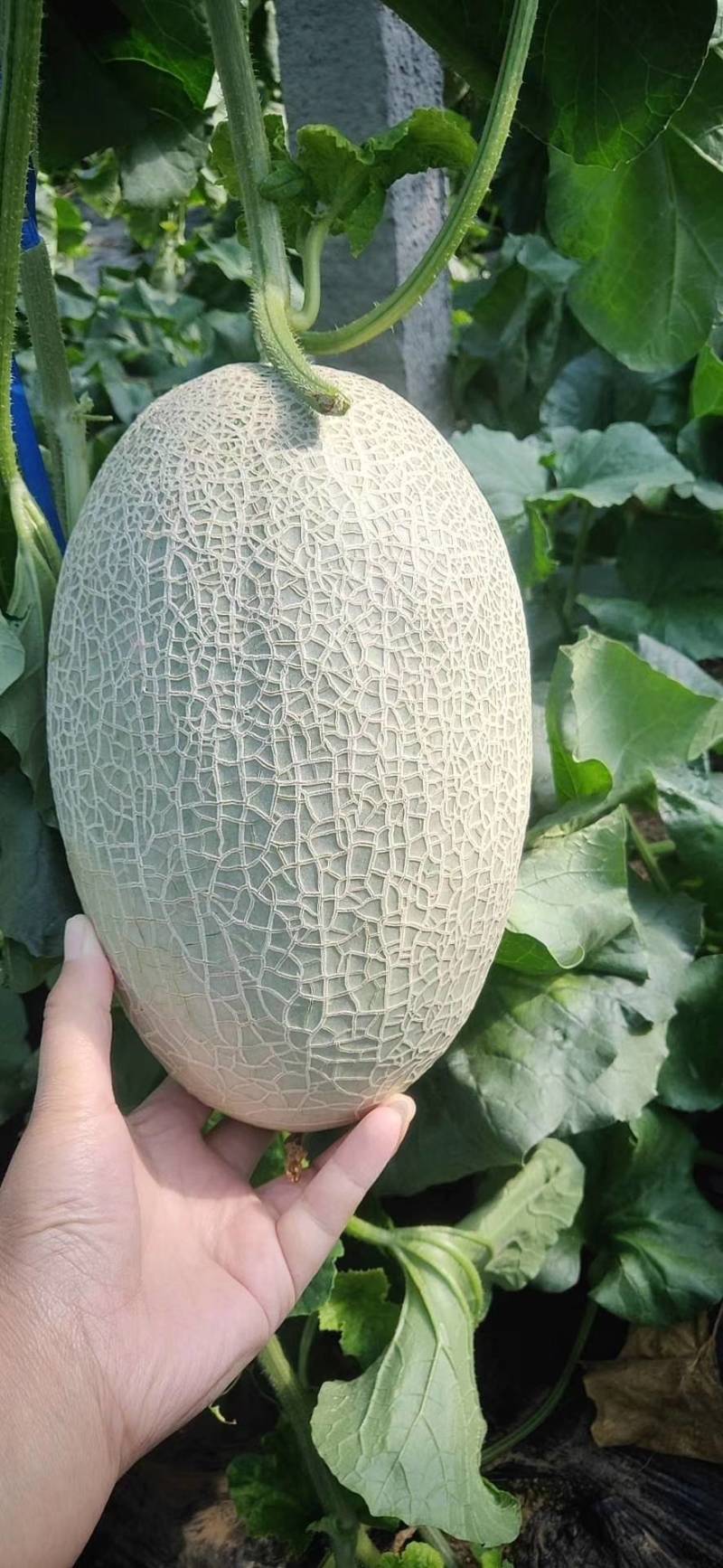 哈密瓜西州蜜玉菇网纹美华牛三黄皮产地直发