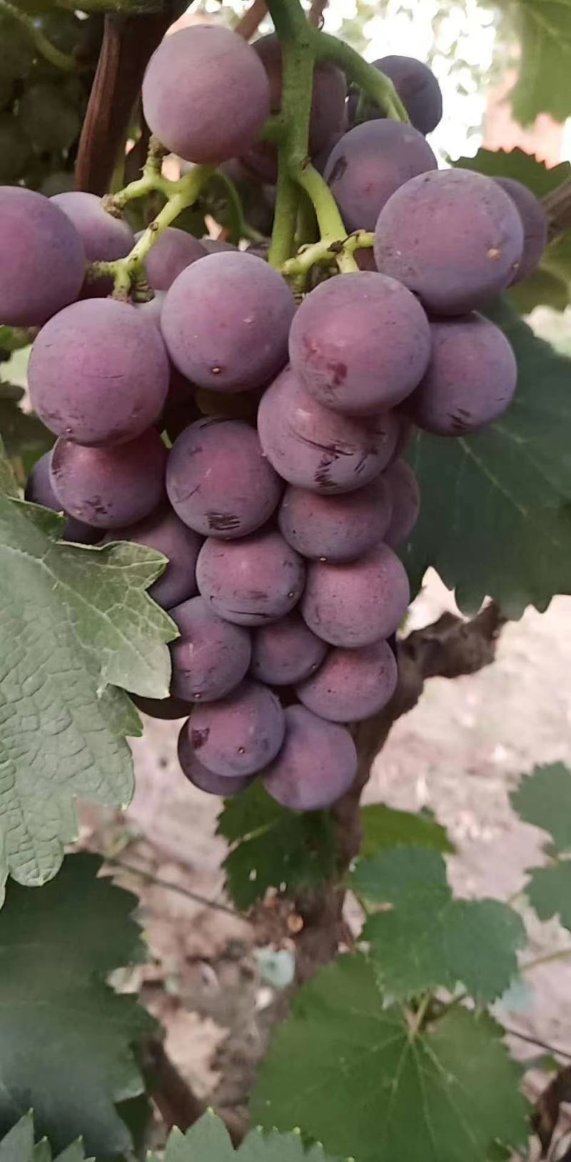 精品巨峰葡萄